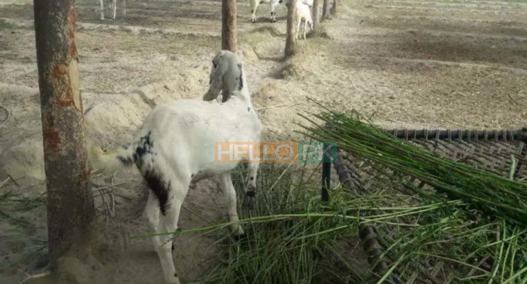 Bakray goat for qurbani And Meat Business. Sehet mand, vaccinated pure nasal k bakray