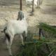 Bakray goat for qurbani And Meat Business. Sehet mand, vaccinated pure nasal k bakray