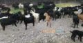 Bakray goat for qurbani And Meat Business. Sehet mand, vaccinated pure nasal k bakray