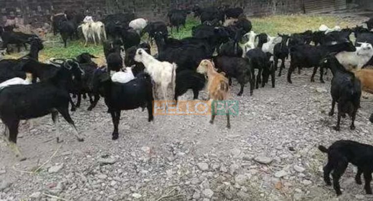 Bakray goat for qurbani And Meat Business. Sehet mand, vaccinated pure nasal k bakray