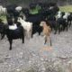 Bakray goat for qurbani And Meat Business. Sehet mand, vaccinated pure nasal k bakray