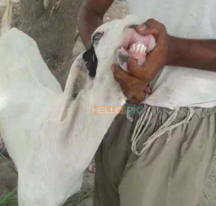 Bakray goat for qurbani And Meat Business. Sehet mand, vaccinated pure nasal k bakray