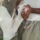 Bakray goat for qurbani And Meat Business. Sehet mand, vaccinated pure nasal k bakray