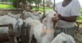 Bakray goat for qurbani And Meat Business. Sehet mand, vaccinated pure nasal k bakray