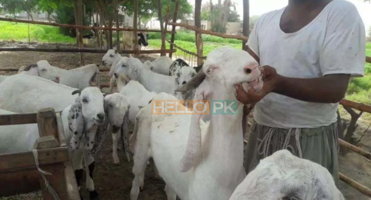 Bakray goat for qurbani And Meat Business. Sehet mand, vaccinated pure nasal k bakray
