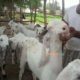 Bakray goat for qurbani And Meat Business. Sehet mand, vaccinated pure nasal k bakray