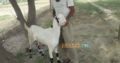 Bakray goat for qurbani And Meat Business. Sehet mand, vaccinated pure nasal k bakray