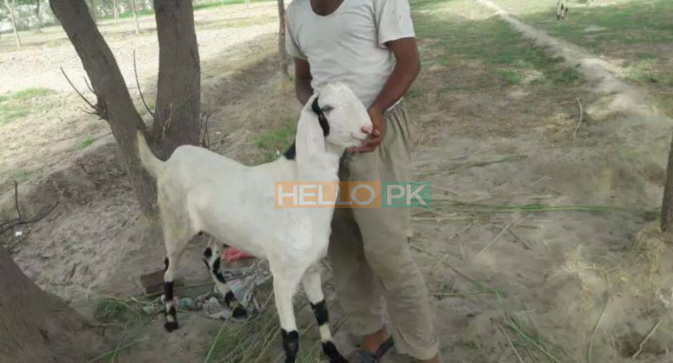 Bakray goat for qurbani And Meat Business. Sehet mand, vaccinated pure nasal k bakray