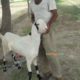 Bakray goat for qurbani And Meat Business. Sehet mand, vaccinated pure nasal k bakray