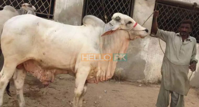 Cows and bulls for qurbani 2018