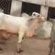 Cows and bulls for qurbani 2018