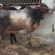 Cows and bulls for qurbani 2018