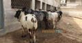 Cows and bulls for qurbani 2018