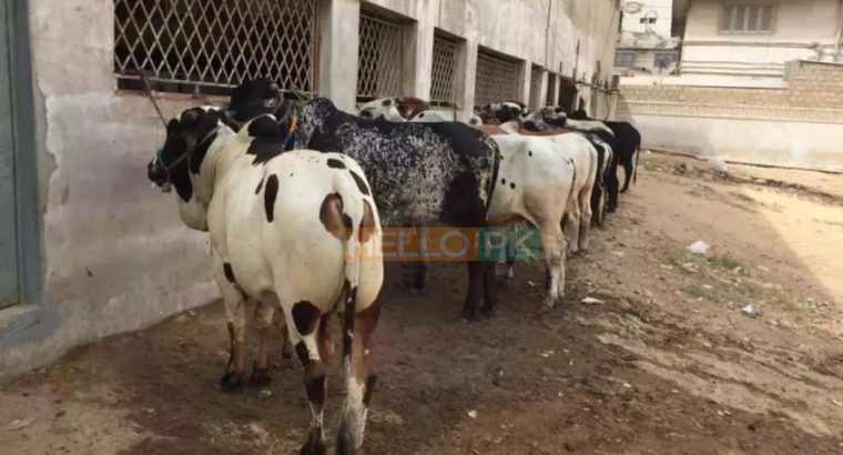 Cows and bulls for qurbani 2018