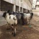 Cows and bulls for qurbani 2018