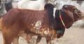 Cows and bulls for qurbani 2018
