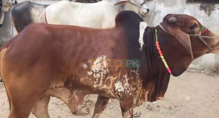 Cows and bulls for qurbani 2018