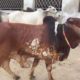 Cows and bulls for qurbani 2018