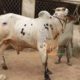 Cows and bulls for qurbani 2018