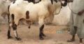 Cows and bulls for qurbani 2018