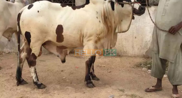 Cows and bulls for qurbani 2018