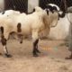 Cows and bulls for qurbani 2018