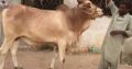 Cows and bulls for qurbani 2018