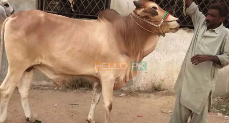 Cows and bulls for qurbani 2018