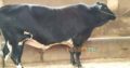 Qurbani janwar bulls for sale 2018. Karachi