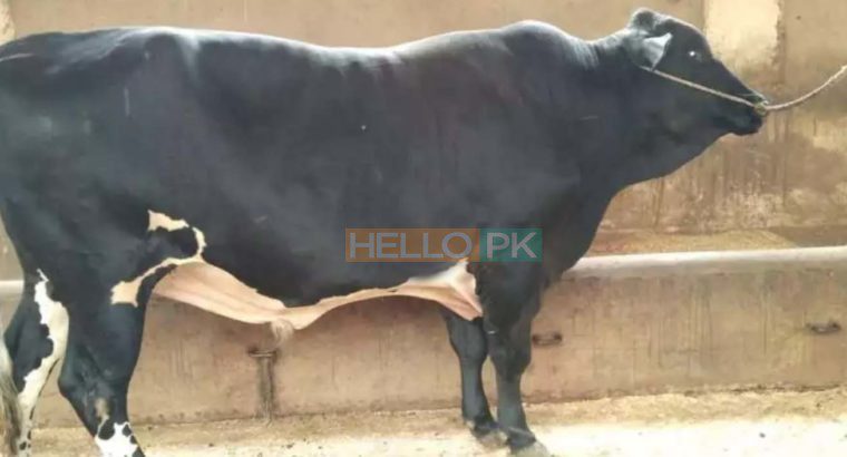 Qurbani janwar bulls for sale 2018. Karachi