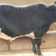 Qurbani janwar bulls for sale 2018. Karachi