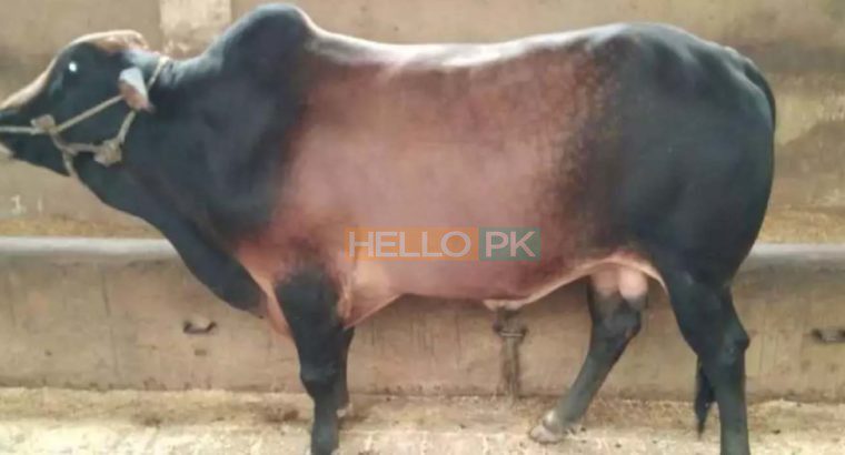 Qurbani janwar bulls for sale 2018. Karachi