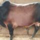 Qurbani janwar bulls for sale 2018. Karachi