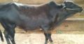 Qurbani janwar bulls for sale 2018. Karachi