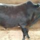 Qurbani janwar bulls for sale 2018. Karachi