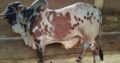 Qurbani janwar bulls for sale 2018. Karachi