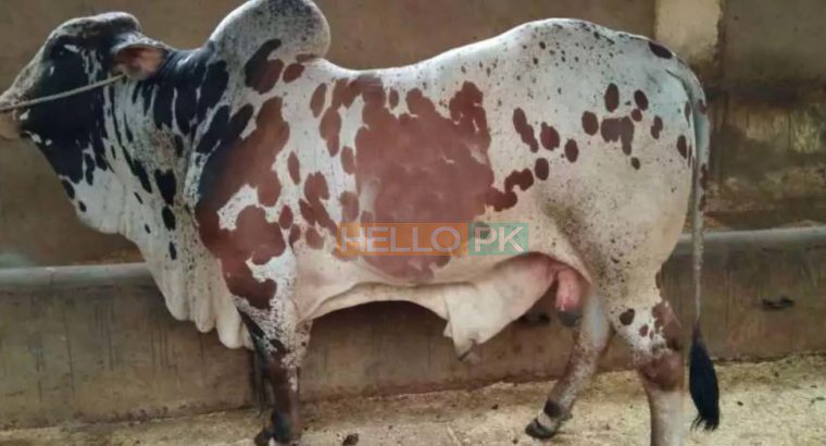 Qurbani janwar bulls for sale 2018. Karachi