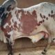 Qurbani janwar bulls for sale 2018. Karachi