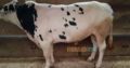 Qurbani janwar bulls for sale 2018. Karachi