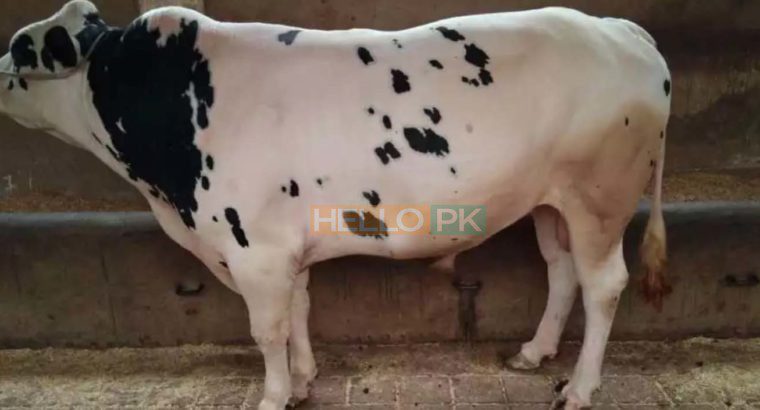 Qurbani janwar bulls for sale 2018. Karachi