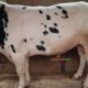 Qurbani janwar bulls for sale 2018. Karachi