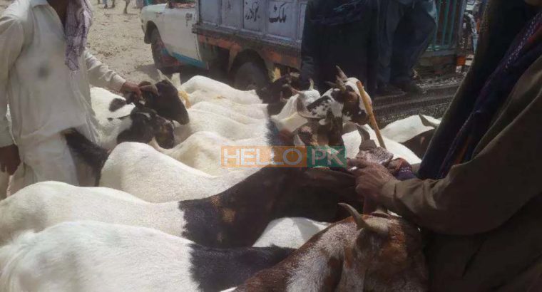 bakra qurbani ke lie munasib kimat may dastiab hain Bakre wala only 30,000