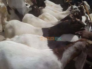 bakra qurbani ke lie munasib kimat may dastiab hain Bakre wala only 30,000