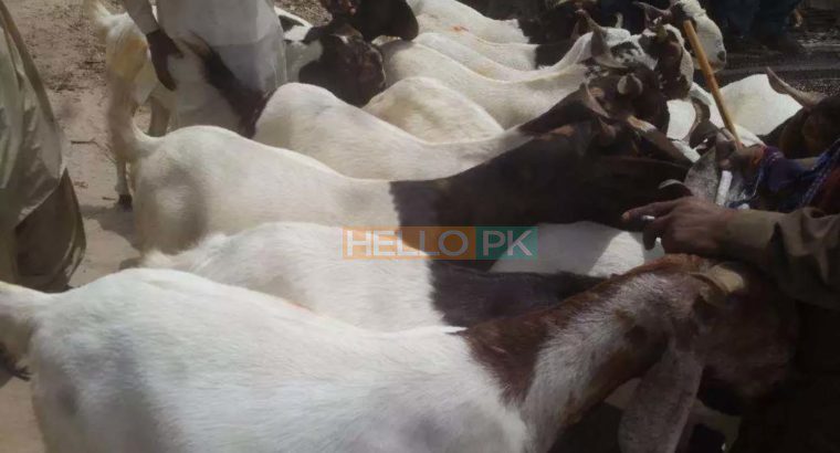 bakra qurbani ke lie munasib kimat may dastiab hain Bakre wala only 30,000