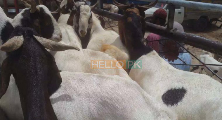 bakra qurbani ke lie munasib kimat may dastiab hain Bakre wala only 30,000