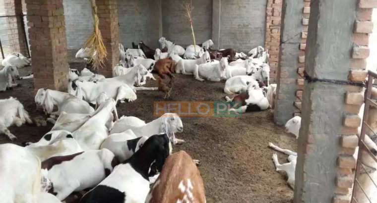 38 Male goat bakra for eid (qurbani) Rajanpuri cross breed