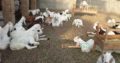 38 Male goat bakra for eid (qurbani) Rajanpuri cross breed
