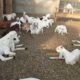 38 Male goat bakra for eid (qurbani) Rajanpuri cross breed