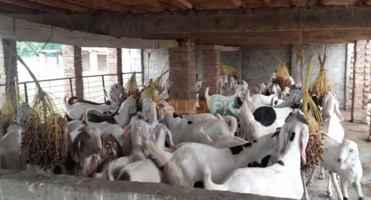 38 Male goat bakra for eid (qurbani) Rajanpuri cross breed