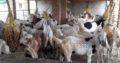 38 Male goat bakra for eid (qurbani) Rajanpuri cross breed